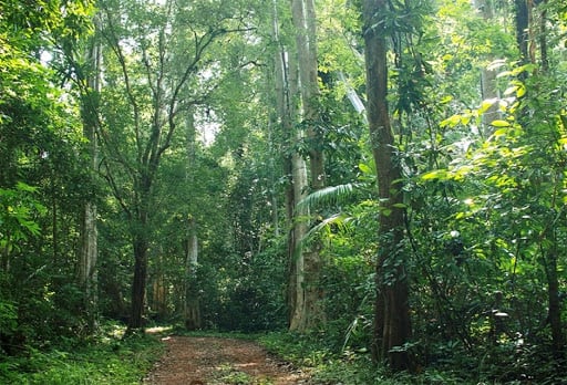 Phu Quoc primary forest 02