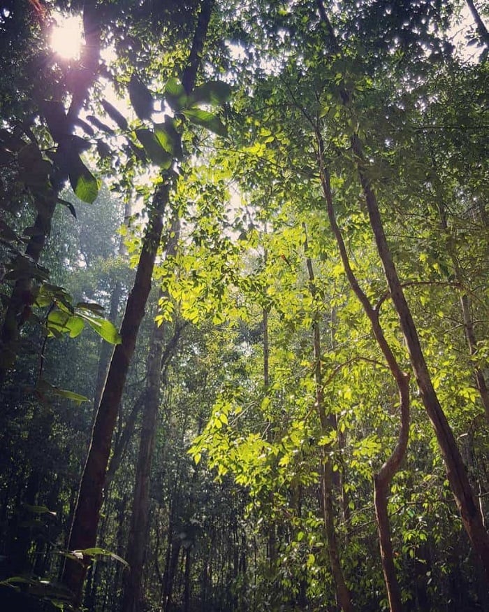 Phu Quoc primary forest 03