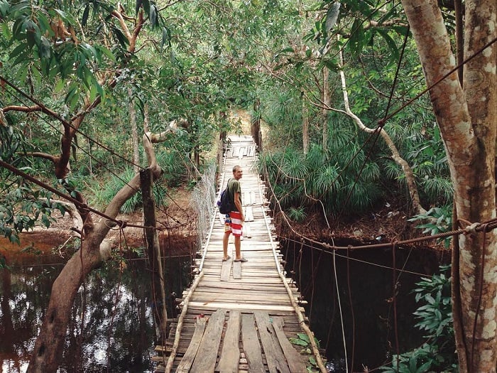 phu quoc primary forest 09